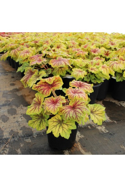 Гейхера гібридна Ред Лайт в контейнері 3 л